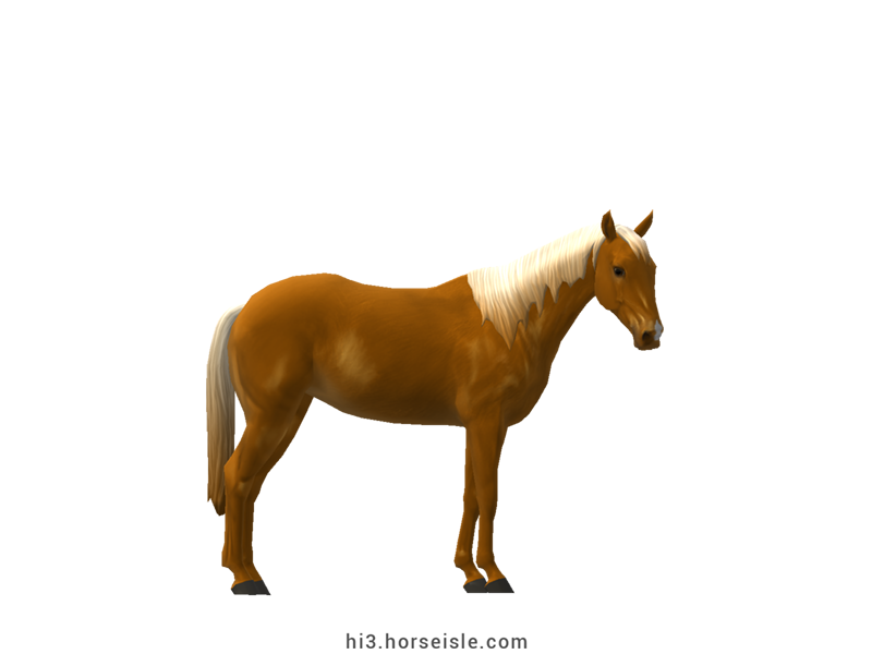 Australian Stock Horse Flaxen Bright Chestnut Coat